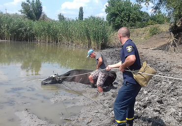 На Николаевщине из пруда спасатели вытащили корову, которая застряла в грязи - Copyright https://news.pn