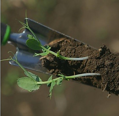 Я – агроном - Copyright https://news.pn