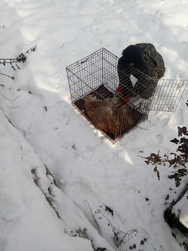В Житомире обнаружили краснокнижную домашнюю рысь – животное было ранено - Copyright https://news.pn