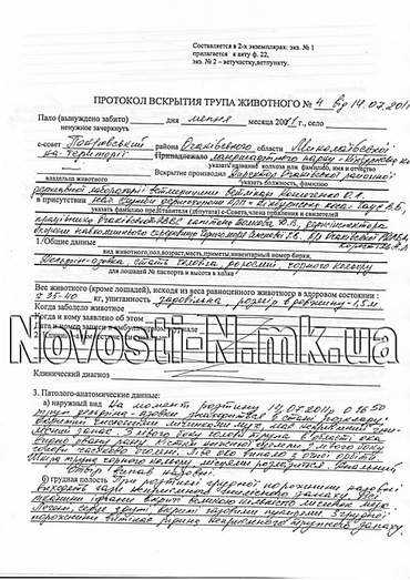При вскрытии тела погибшего дельфина эксперты обнаружили охотничью дробь. - Copyright https://news.pn