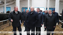 Президент Беларуси Лукашенко уволил губернатора и ряд чиновников из-за «обосранных» коров в области - Copyright https://news.pn