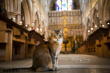 В лондонском соборе провели на пенсию кошку Магнификэт, которая там жила и стала достопримечательностью - Copyright https://news.pn
