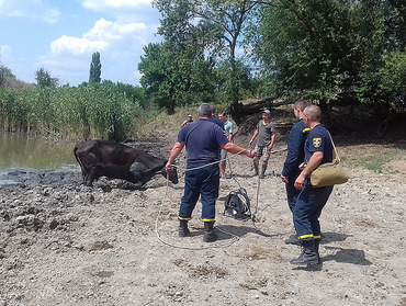 На Николаевщине из пруда спасатели вытащили корову, которая застряла в грязи - Copyright https://news.pn