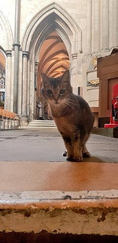 В лондонском соборе провели на пенсию кошку Магнификэт, которая там жила и стала достопримечательностью - Copyright https://news.pn