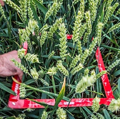 Я – агроном - Copyright https://news.pn