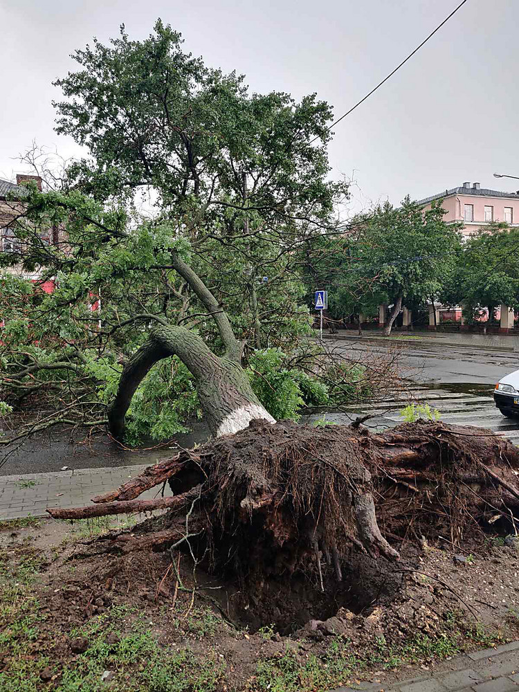 Дерево упало на автомобиль