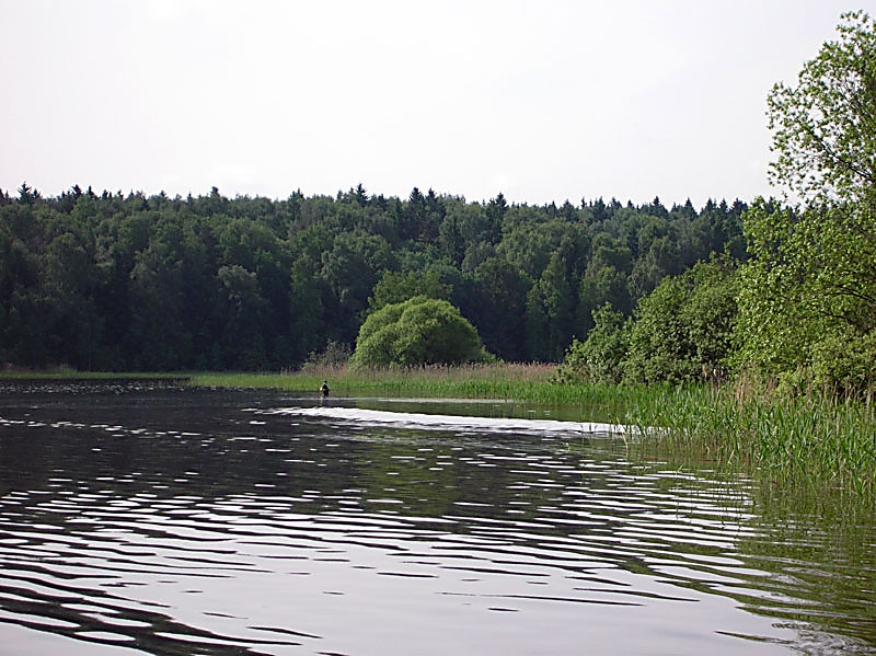 Молога показалась из воды 2014 фото