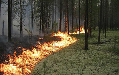 В Николаевской области до 15 сентября будет преобладать чрезвычайный уровень пожарной опасности.