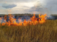 В течение суток, 14 июля, пожарные Николаевского областного гарнизона оперативно-спасательной службы гражданской защиты потушили 10 пожаров сухой травы, мусора, кустарников на общей площади более 19 га.