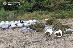 В Новоайдарском районе Луганской области сотрудники полиции обнаружили и изъяли 150 килограммов марихуаны