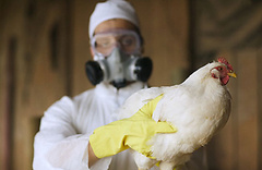 В Херсонской области сняли карантин во всех трех районах, где ранее была зафиксирована вспышка птичьего гриппа