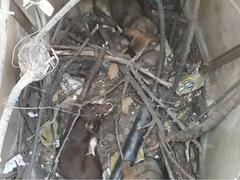 В воскресенье, 18 августа, николаевские спасатели помогли трем собакам выбраться из колодца.