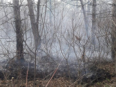 В Николаевской области 18 мая произошел пожар хвойной подстилки возле села Бугское Вознесенского района. Его предполагаемой причиной мог стать поджог.