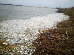 Глава Херсонской ОГА Юрий Гусев сообщил, что в Днепре возле Херсонского морского торгового порта зафиксирован мор рыбы.