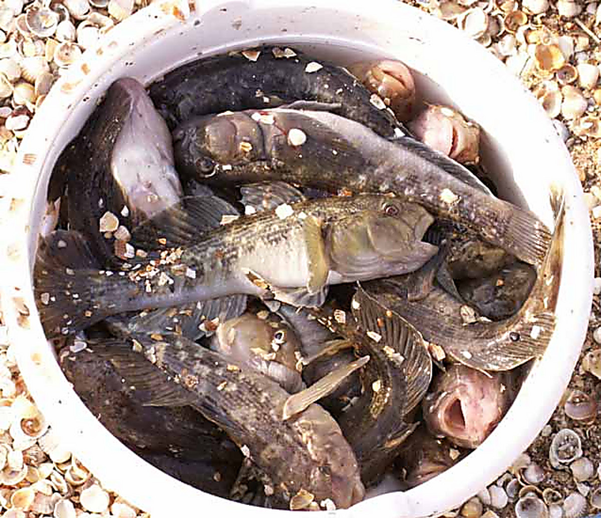 На азовском море рыбалка