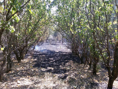 В Николаевской области за сутки 25 августа произошло 11 пожаров в природных экосистемах.