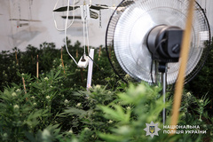 На Миколаївщині поліція викрила наркобізнес із збутом через пошту: затримано трьох підозрюваних - миколаївку та двох жителів Кривого Рогу - Copyright https://news.pn