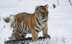 В ялтинском зоопарке «Сказка» из-за низкой температуры умер детеныш бенгальской тигрицы по кличке Тигрюля.