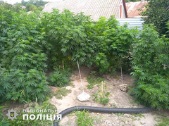 В пятницу, 26 июля сотрудники полиции изъяли у двух жителей Николаевской области наркотические растения  несколько мешков с каннабисом и 70 кустов конопли.