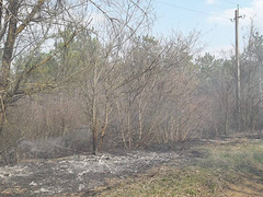В Николаевской области 1 апреля спасатели погасили пожар на территории Себинского лесного урочища, где горела хвойная подстилка.