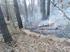 В Николаевской области на территории Врадиевского лесного хозяйства 7 ноября возник пожар хвойной подстилки.