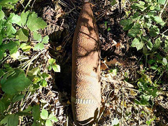 В Николаевской области 15 октября группа пиротехнических работ аварийно-спасательного отряда спецназначения уничтожила артиллерийский снаряд времен прошлых войн, который случайно нашел мужчина при сборе грибов.