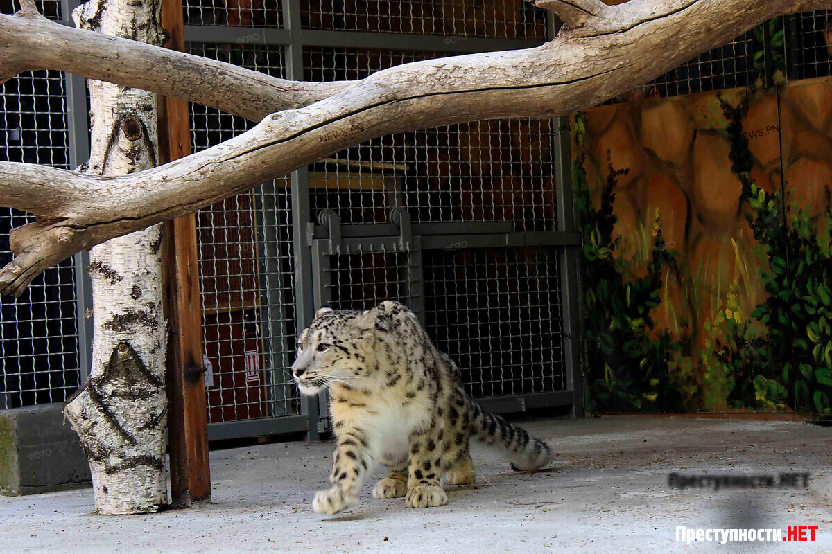 Only in Ukraine zoos are compelled to pay heavy taxes for import of