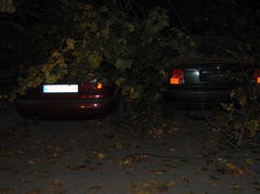 В Николаеве в пятницу вечером, 12 октября, упавшее дерево повредило два легковых автомобиля.