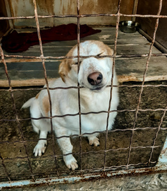На николаевском коммунальном предприятии «Центр защиты животных» более 30 собак ищут дом.