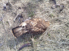 В Запорожской области открыли уголовное производство по факту массовой гибели птиц в Акимовском районе.