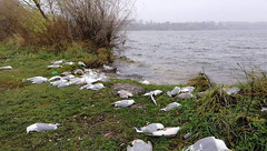 Вдоль левого берега пруда в Тернополе, неподалеку от Белецкого моста, обнаружили около двухсот погибших чаек.