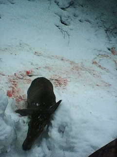 7 марта в селе Луги Раховского района Закарпатской области браконьеры застрелили несколько детенышей благородного оленя.