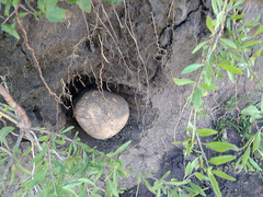 В полиции сообщили, что человеческие останки, найденные в Николаевской области, могли находиться там со времен Второй мировой войны.