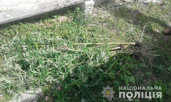 В Николаеве полиция провела обыски у 34-летнего мужчины и изъяла у него 134 растущих и высушенных куста конопли.