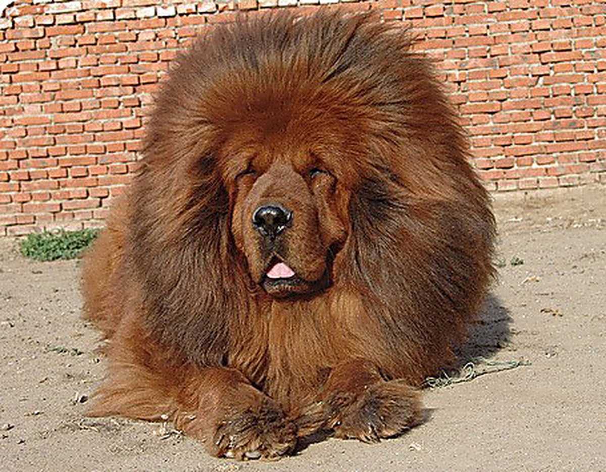 In The Usa A Short Haired Poodle Confused With A Lion Video