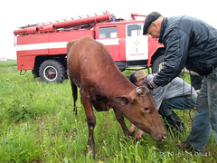 В Николаеве утром 13 мая спасатели помогли вытащить корову из шестиметрового колодца.