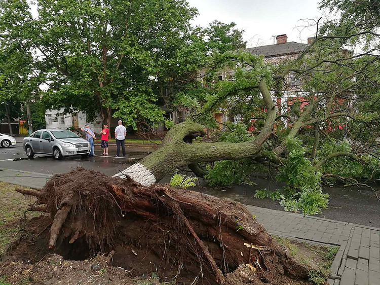 Приора упало дерево