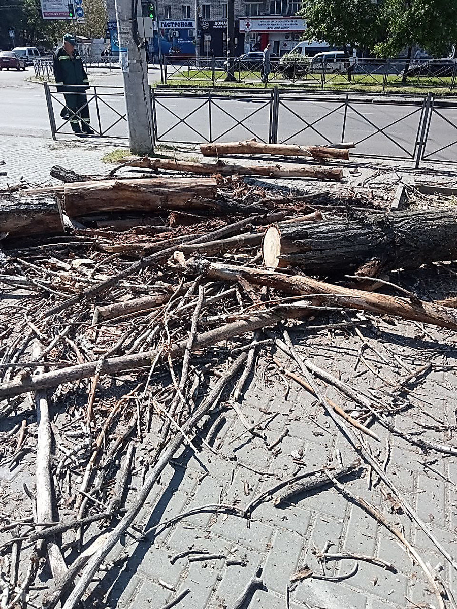 В Николаеве продолжают убирать тополя на Центральном проспекте