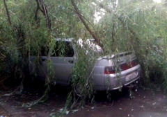 В пятницу, 5 июля, в Вознесенске из-за непогоды на легковые автомобили упало дерево.