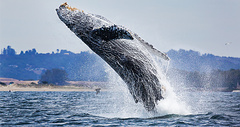 Учные Национального управления океанических и атмосферных исследований (NOAA) записали первый звук пения «правильных» китов.