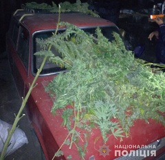 В Николаевской области полиция провела обыски у 61-летнего местного жителя, который построил теплицу для выращивания конопли.