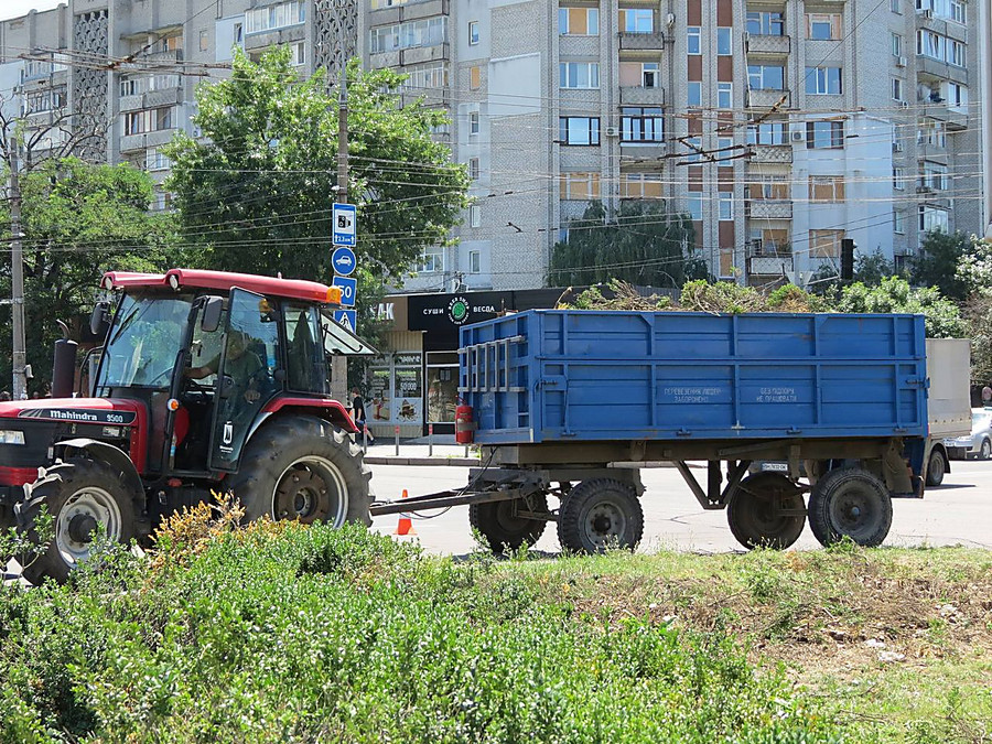 В Николаеве на Садовом кольце удалили кусты самшита – на КП «Парки ...