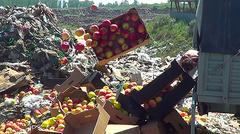 Крупную партию «санкционных» яблок из Украины уничтожили на полигоне мусорных отходов в Туле.
