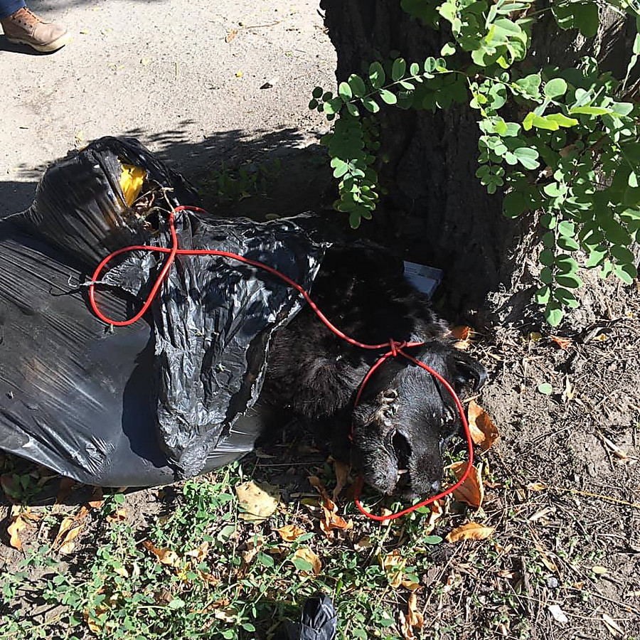 В центре Николаева девушка нашла мусорный пакет с трупом собаки с ...