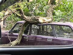 Коммунальные службы Одессы продолжают ликвидировать последствия непогоды - сильный порывистый ветер повалил 41 дерево и обесточил ряд улиц города.