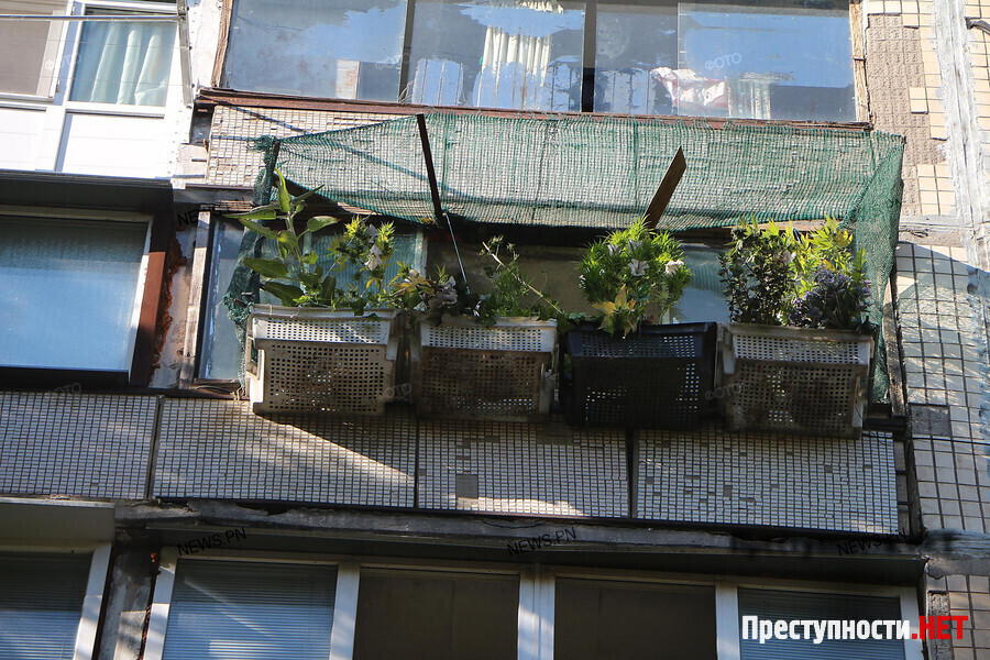на балконе растить коноплю
