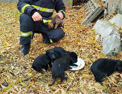 В Березанском районе спасатели достали шесть щенят, которые упали в яму.
