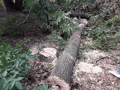 В Николаевской области на территории Лукашевского сельского совета в Первомайском районе спилили 71 дуб в полезащитной лесной полосе.
