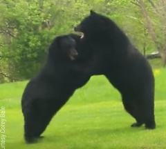 Американец из штата Нью Джерси снял на видео двух диких медведей, устроивших яростную драку прямо у него во дворе.