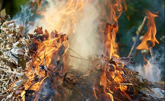 Спасатели Николаевщины напомнили о запрете сжигания сухих листьев. Из-за сжигания листьев в окружающую среду попадают ядовитые компоненты, которые вредят здоровью человека.